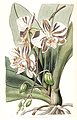 Phalaenopsis aphrodite subsp. aphrodite (as syn. Phalaenopsis amabilis) plate 34 in: Edwards's Bot. Register (Orchidaceae), vol. 24, (1838)