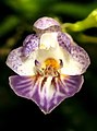 Phalaenopsis appendiculata