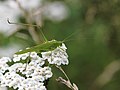 Phaneroptera falcata (Poda, 1761)