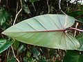 Leaf closeup