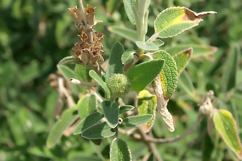 File:Phlomis fruticosa 0zz.jpg