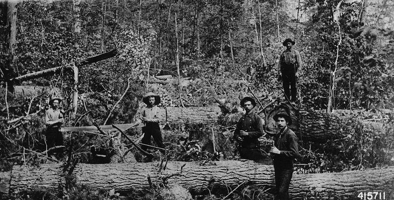 File:Photograph of Logging Scene - NARA - 2129322.jpg