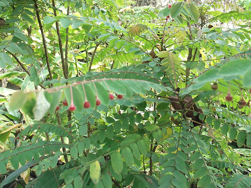 File:Phyllanthus pinnatus-yercaud-salem-India.JPG