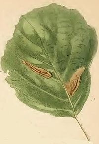 Alder leaf with two mines Phyllonorycter stettinensis alder leaf with two mines.JPG