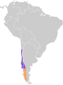 Phytotoma rara map.svg