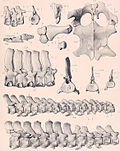 Miniatura para Picrocleidus