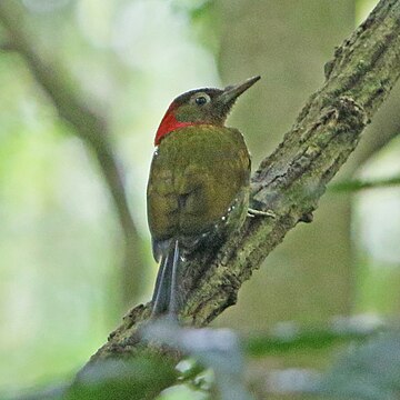 Picus rabieri