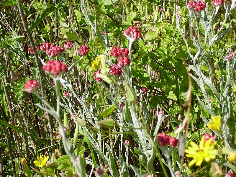 File:PikiWiki Israel 3927 helichrysum sanguineum.jpg