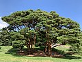 Pinus densiflora 'Umbraculifera' grouping at the New York Botanical Garden