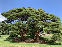 Pinus densiflora 'Umbraculifera' grouping at the New York Botanical Garden.jpg