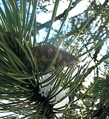 Foliage and cone, Troodos, Cyprus