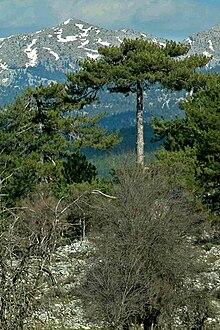 Pinus nigra forms extensive stands in the central Taurus Mts.-- between Akseki and Bademli, 1360 m s.l. Pinus nigra im Taurus-Gebirge.jpg