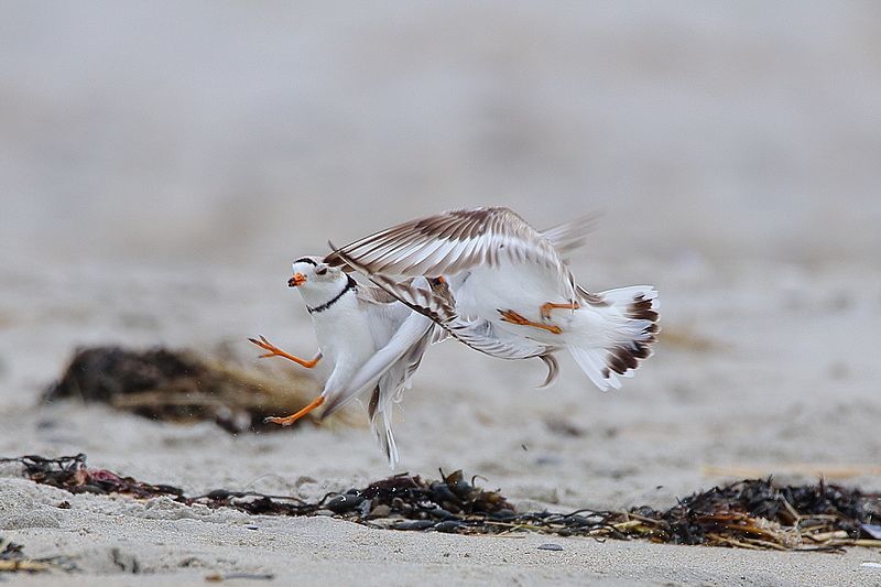 File:Piping Plovers (26159216273).jpg