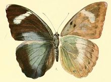 Pl.03-01-Euphaedra inanum (Butler, 1873).JPG