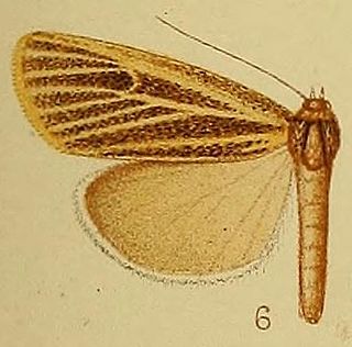 <i>Charltona plurivittalis</i> Species of moth