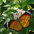 Monarcha Danaus chrysippus na květech libory