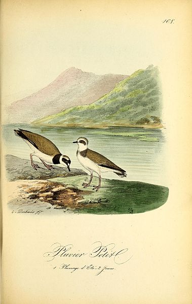 File:Planches coloriees des oiseaux de la Belgique et de leurs oeufs (Pl. 168) BHL48418096.jpg