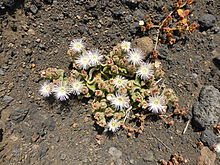 Barrilla (Mesembryanthemum crystallinum), que crece en zonas costeras.