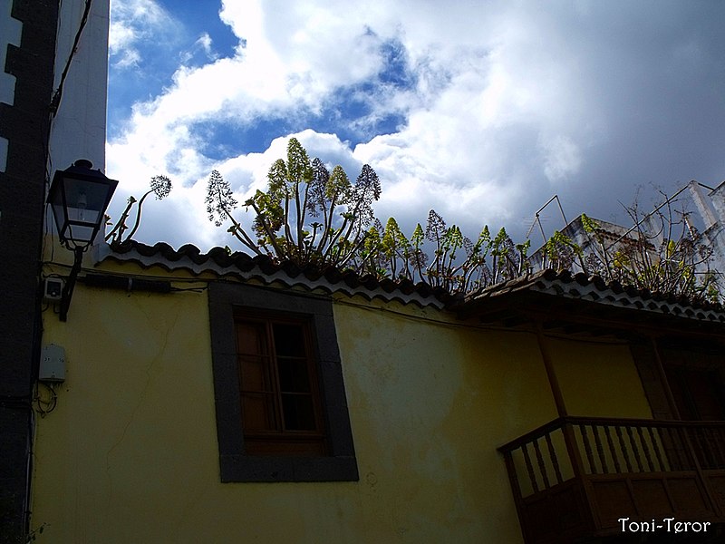 File:Plantas sobre el tejado - panoramio.jpg