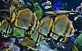 * Nomination Pinnate spadefish (Platax pinnatus) at the Ripley's Aquarium of Canada. --The Cosmonaut 01:36, 18 December 2019 (UTC) * Promotion Good quality. -- Johann Jaritz 04:05, 18 December 2019 (UTC)