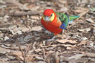 <span class="mw-page-title-main">Dragon Rocks Nature Reserve</span> Nature reserve in Western Australia