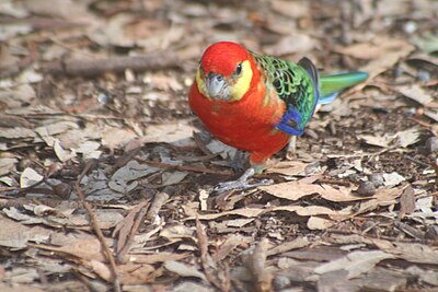 Foto van een Stanleyrosella