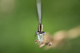 Platycnemis pennipes - Pióronóg zwykły 2 Pióronóg zwykły 2 Autorka: Jarosław Bernacki