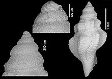 Pleurotomella rappardiformis 001.jpg 