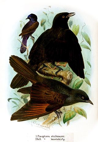 <span class="mw-page-title-main">Kenrick's starling</span> Species of bird