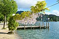 English: Wisteria and pier Deutsch: Blauregen und Schiffanlegestelle