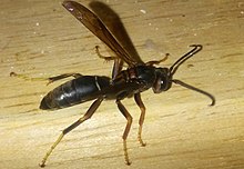 Polistes parametricus.jpg