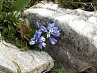 Polygala calcarea