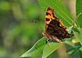 Comma (Polygonia c-album) C-Falter