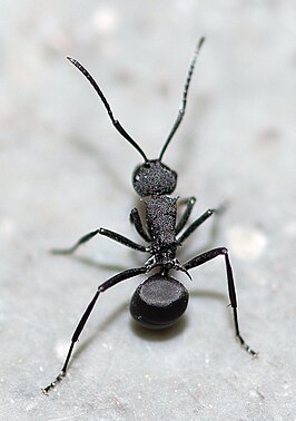 Polyrhachis menelas