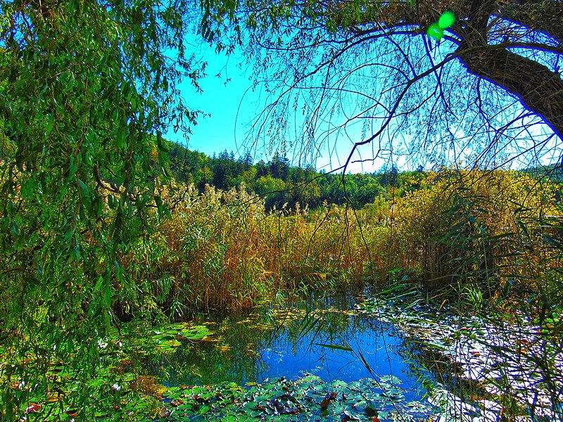 File:Pond of Monticolo - Photo by Giovanni Ussi 6.jpg