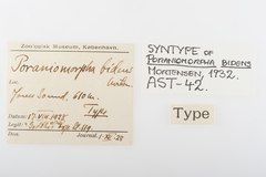 File:Poraniomorpha bidens - AST-000042 label.tif (Category:Echinodermata in the Natural History Museum of Denmark)