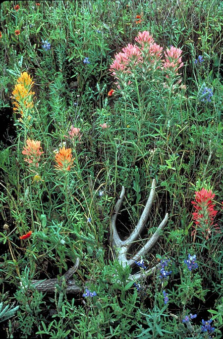 Castilleja_purpurea