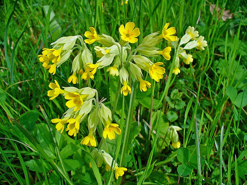 File:Primula veris 002.JPG