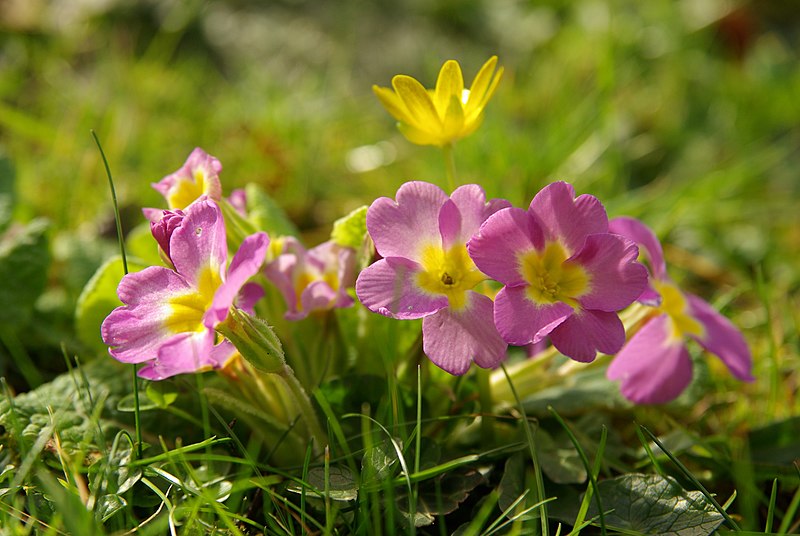 File:Primula vulgaris 01.JPG