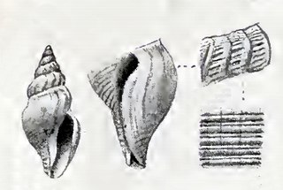 <i>Propebela lateplicata</i> Species of gastropod