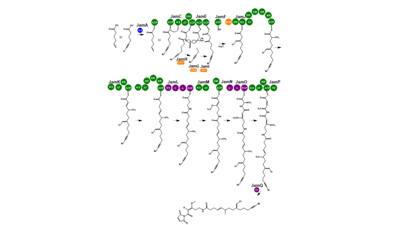 File:Proposed biosynthesis of Jamaicamides A.png