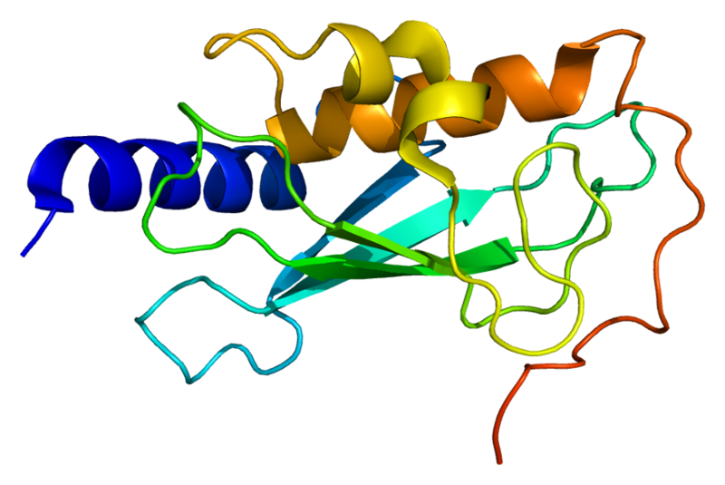 File:Protein Kua-UEV PDB 1j74.png