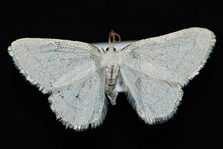 <i>Protitame subalbaria</i> Species of moth