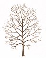 Prunus avium tree
