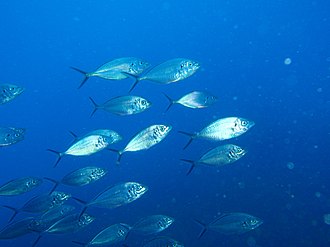 School of Silver trevally Pseudocaranx georgianus Silver trevally PC260017.JPG