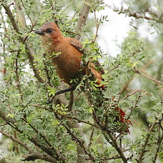 <span class="mw-page-title-main">Brown cacholote</span> Bird species