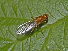 Psila fimetaria. Dorsal view Psilidae - Psila fimetaria.JPG