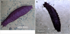 File:Psychronaetes hanseni.png (Category:Laetmogonidae)