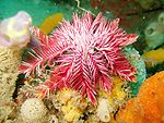 A pink feather star.