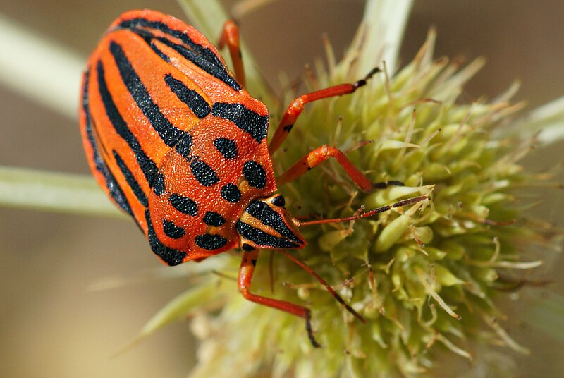 File:Punaise Graphosoma semipunctatum.jpg